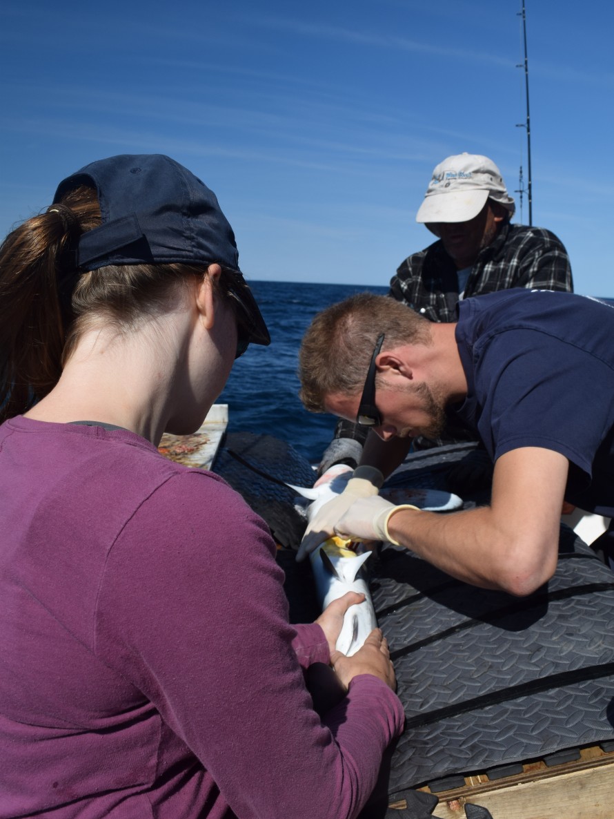 Shark tagging 2015 211