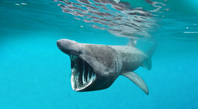 Worm Lab- basking shark