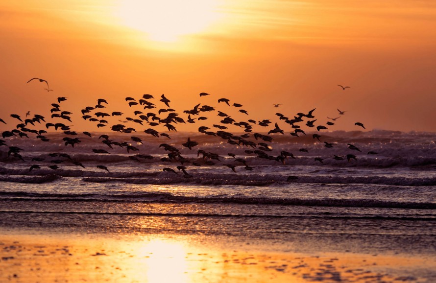 birds and sunset on the beach