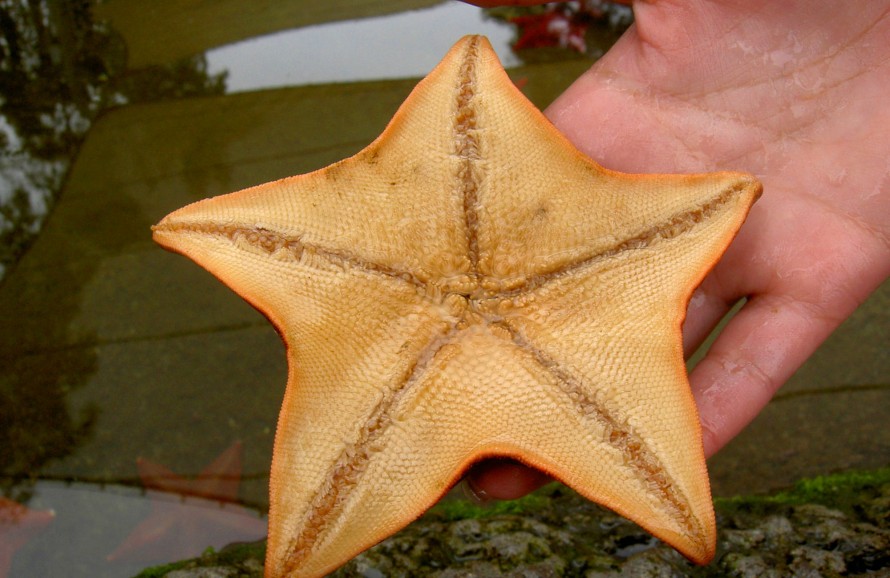 bg_Ocean_School_starfish