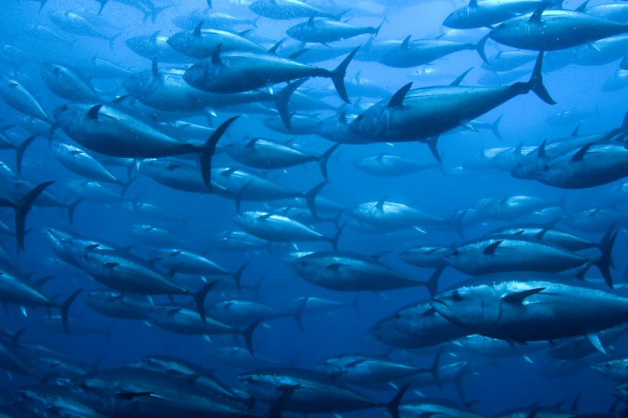 bluefin-photo