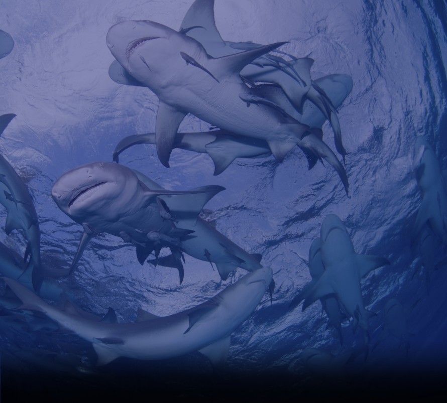 Lemon sharks swimming in a circle near the surface, Bahamas