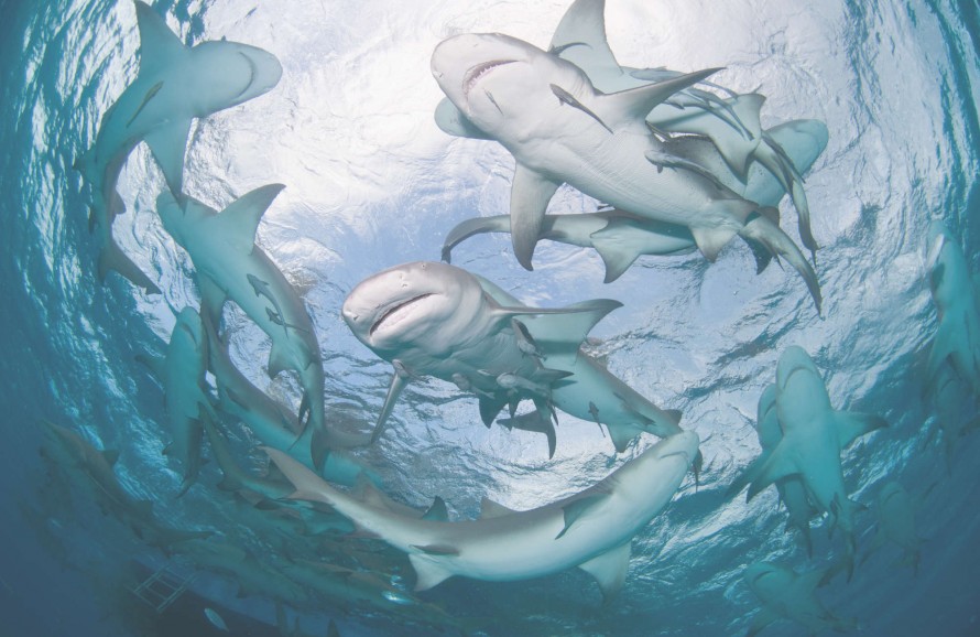 Lemon sharks swimming in a circle near the surface, Bahamas